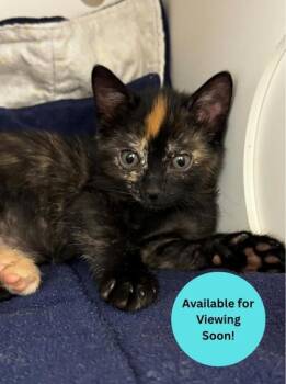 Sissy -  Domestic Short Hair Cat for Adoption in Kalispell, Montana - Sissy | PetCurious