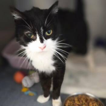 Domestic Short Hair Cats Available for Adoption - Giselle | PetCurious