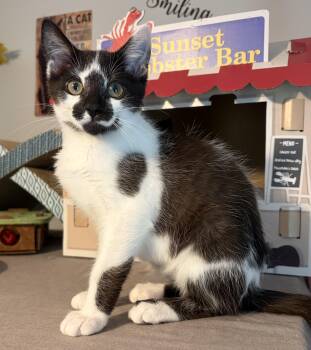 Leonardo (goofy sweetie) -  Domestic Short Hair Cat for Adoption in South Lyon, Michigan - Leonardo (goofy Sweetie) | PetCurious