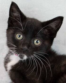 Strawberry -  Domestic Short Hair and Tuxedo Cat for Adoption in Kennesaw, Georgia - Strawberry | PetCurious