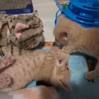 Apricot -  Domestic Short Hair Cat for Adoption in Columbia, Missouri - Apricot | PetCurious