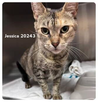 JESSICA -  Domestic Short Hair Cat for Adoption in Marietta, Georgia - JESSICA | PetCurious