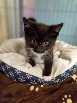 Zorro -  Domestic Medium Hair Cat for Adoption in Hamilton, Ohio - Zorro | PetCurious