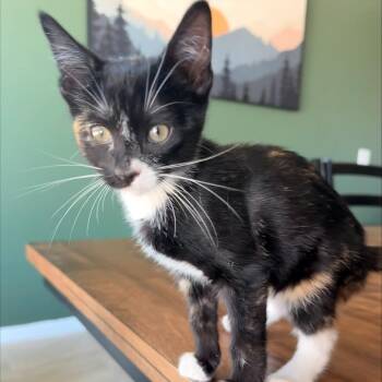 Domestic Short Hair Cats Available for Adoption in Arizona City, Arizona - F-Violet 2 | PetCurious