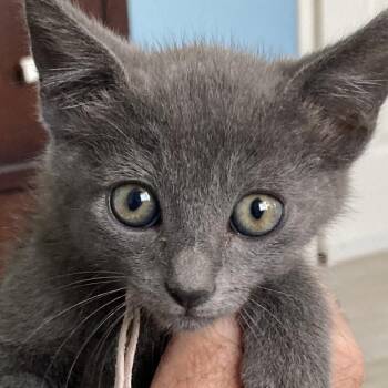 Banana Bread -  Domestic Short Hair Cat for Adoption in Riverside, California - Banana Bread | PetCurious
