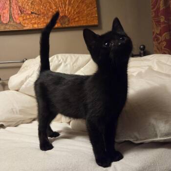 Vanilla and Zion -  Domestic Short Hair Cat for Adoption in Fairfax, Virginia - Vanilla And Zion | PetCurious