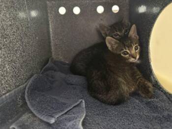Bogart -  Domestic Short Hair Cat for Adoption in Daytona Beach, Florida - Bogart | PetCurious