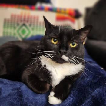 Mulan -  Domestic Short Hair Cat Available for Adoption in Melrose, Massachusetts - Mulan | PetCurious