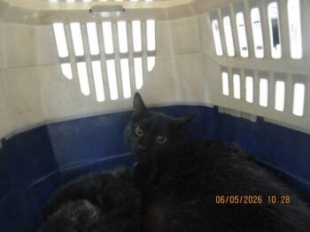River(608) -  Domestic Short Hair Cat for Adoption in Marietta, Georgia - River(608) | PetCurious
