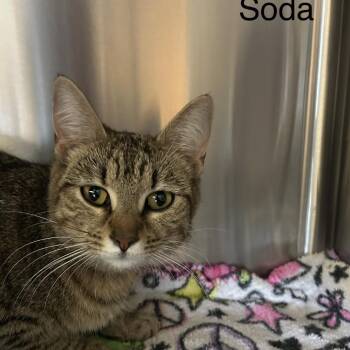 Soda Pop -  Domestic Short Hair Cat for Adoption in Knoxville, Tennessee - Soda Pop | PetCurious