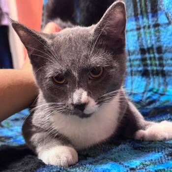 Rescue Domestic Short Hair Cats for Adoption in Inwood, West Virginia - Scarlett | PetCurious