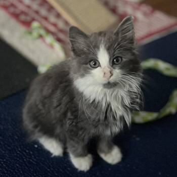 Pierre -  Domestic Long Hair Cat for Adoption in Fairfax Station, Virginia - Pierre | PetCurious
