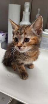Domestic Short Hair Cats Available for Adoption in Georgetown, Ohio - Stitch | PetCurious