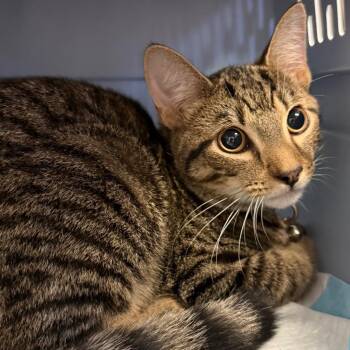 Sinba -  Domestic Short Hair Cat for Adoption in Trenton, New Jersey - Sinba | PetCurious