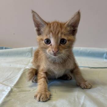 IVHS-Stray-142839 -  Domestic Short Hair Cat for Adoption in San Gabriel, California - IVHS-Stray-142839 | PetCurious