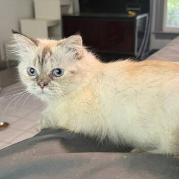 Marvelous Muffin - Ragdoll from Egypt -  Ragdoll Cat for Adoption in Woodbridge, Virginia - Marvelous Muffin - Ragdoll From Egypt | PetCurious