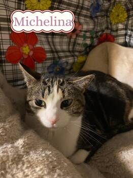 Domestic Short Hair Cats Available for Adoption - Michelina - Foster Or Adopt Me! | PetCurious