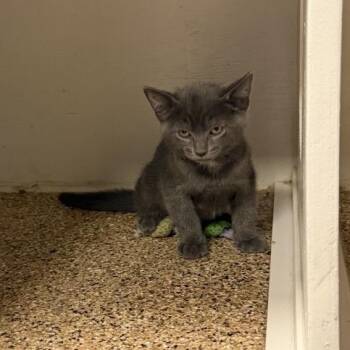 Somen -  Domestic Short Hair Cat for Adoption in Tempe, Arizona - Somen | PetCurious