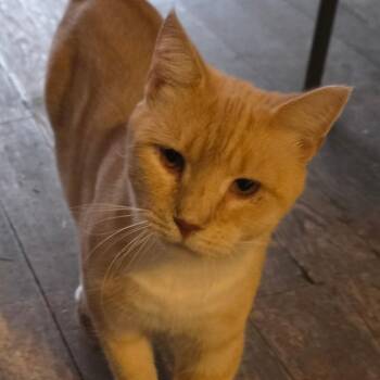 Larry - Barn Cat -  Domestic Short Hair Cat for Adoption in Ringtown, Pennsylvania - Larry - Barn Cat | PetCurious