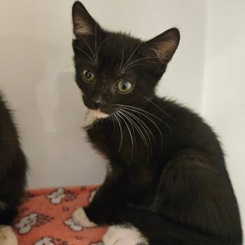 Domestic Short Hair Cats Available for Adoption - Palm | PetCurious