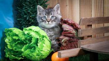 Smokey -  Domestic Long Hair Cat Available for Adoption in Lucas, Texas - Smokey | PetCurious