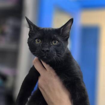 Shadow -  Domestic Medium Hair Cat for Adoption in Huntsville, Alabama - Shadow | PetCurious