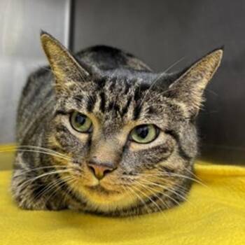 Diana -  Domestic Short Hair Cat for Adoption in New York, New York - Diana | PetCurious