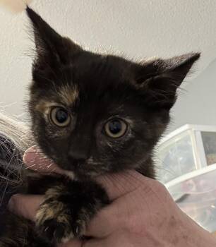 Domestic Short Hair Cats Available for Adoption - Brandy | PetCurious