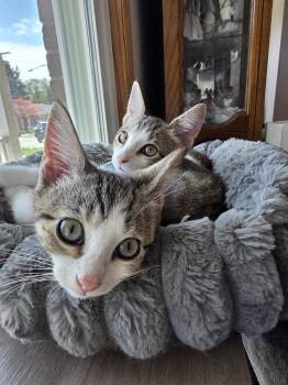 Domestic Short Hair Cats Available for Adoption in Chicago, Illinois - Dart | PetCurious