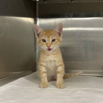 PUMPKIN -  Domestic Short Hair Cat for Adoption in Tallahassee, Florida - PUMPKIN | PetCurious