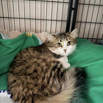 Maine Coon and Domestic Long Hair Cats Available for Adoption in Crown Point, Indiana - Sassy  | PetCurious