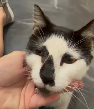 Jack (owner abandoned) watch VIDEO -  Domestic Short Hair Cat for Adoption in Port Orange, Florida - Jack (owner Abandoned) Watch VIDEO | PetCurious