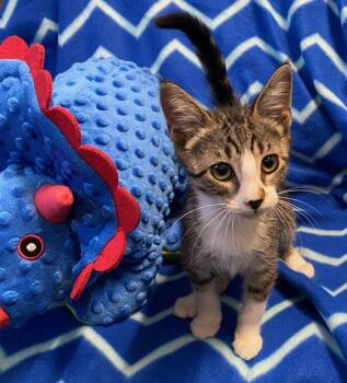 Dobby -  Domestic Short Hair Cat for Adoption in Colusa, California - Dobby | PetCurious