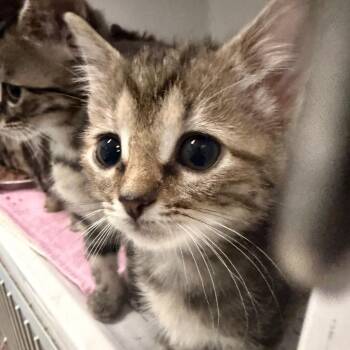 Nikki Birch -  Domestic Short Hair Cat for Adoption in Charleston, West Virginia - Nikki Birch | PetCurious