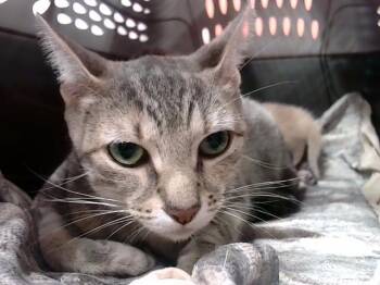 Rescue Domestic Short Hair Cats for Adoption in Louisville, Kentucky - A785533 | PetCurious