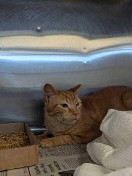 Cheddar -  Domestic Short Hair Cat Available for Adoption in Sevierville, Tennessee - Cheddar | PetCurious