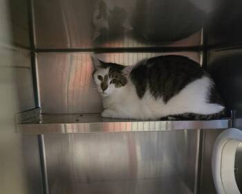 ZUKO -  Domestic Short Hair Cat Available for Adoption in Olathe, Kansas - ZUKO | PetCurious