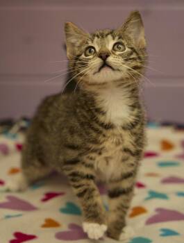 Tilly -  Domestic Short Hair Cat for Adoption in Santa Barbara, California - Tilly | PetCurious