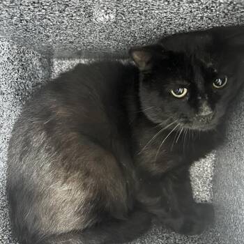 General -  Domestic Short Hair Cat for Adoption in Salt Lake City, Utah - General | PetCurious