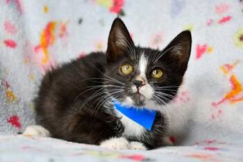 John Lennon -  Domestic Short Hair Cat for Adoption in Yakima, Washington - John Lennon | PetCurious