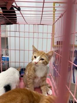 Rescue Domestic Short Hair Cats for Adoption in South Bend, Indiana - Jasper | PetCurious