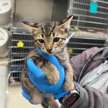 Domestic Short Hair Cats Available for Adoption in Bastrop, Texas - Tigger 26-05-106 | PetCurious