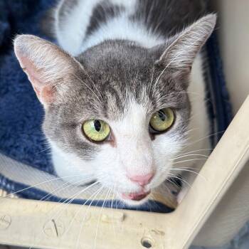 Daiquiri -  Domestic Short Hair Cat for Adoption in Greensboro, North Carolina - Daiquiri | PetCurious