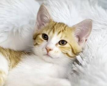 Pea -  Domestic Short Hair Cat for Adoption in Camano, Washington - Pea | PetCurious