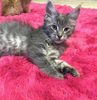 Rescue Domestic Long Hair Cats for Adoption in Mesa, Arizona - Puff | PetCurious