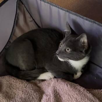 Scrambler -  Domestic Short Hair Cat for Adoption in Jupiter, Florida - Scrambler | PetCurious