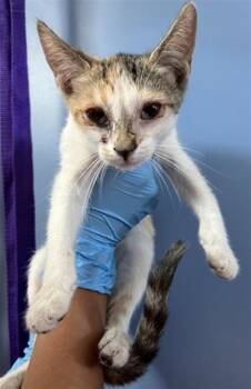 MEOWTINI -  Domestic Short Hair Cat for Adoption in San Bernardino, California - MEOWTINI | PetCurious