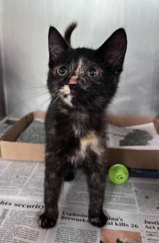 Chilito -  Domestic Short Hair Cat for Adoption in Cincinnati, Ohio - Chilito | PetCurious