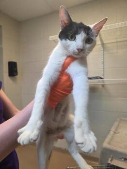 Tammy -  Domestic Short Hair Cat for Adoption in Nacogdoches, Texas - Tammy | PetCurious