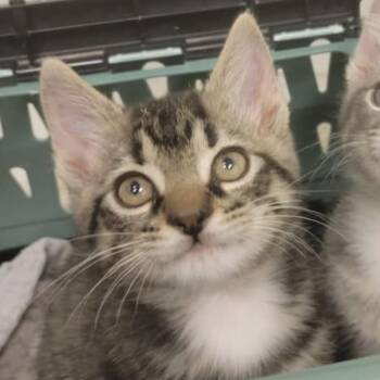 Clyde -  Domestic Short Hair Cat for Adoption in Pittsburgh, Pennsylvania - Clyde | PetCurious